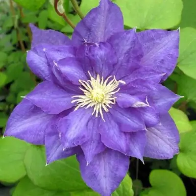 Клематис БЬЮТИ ОФ ВОЧЕСТЕР в Жлобине