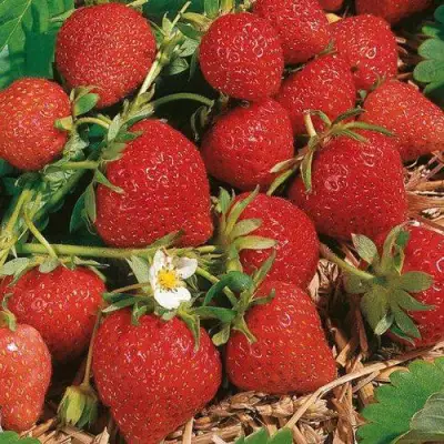 Клубника ФЛОРЕНС в Жлобине