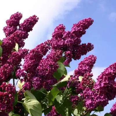 Сирень ЗНАМЯ ЛЕНИНА в Жлобине