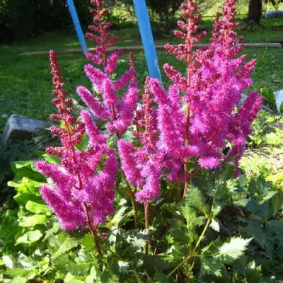 Астильба ЭЛИЗАБЕТ ВАН ВИН японская в Жлобине