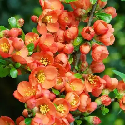 Айва ОРАНЖ ТРЕЙЛ в Жлобине