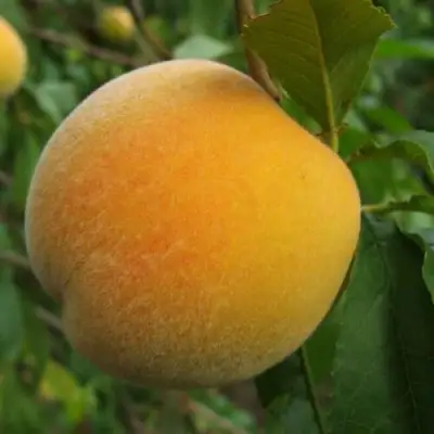 Персик ДОНЕЦКИЙ ЖЕЛТЫЙ в Жлобине