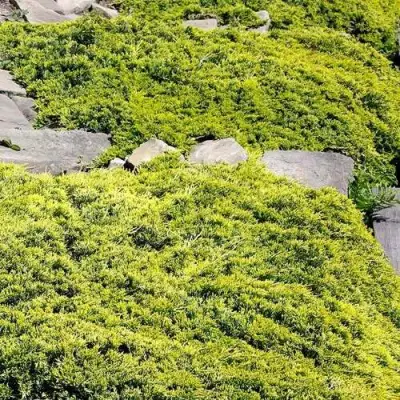 Можжевельник ГОЛДЕН КАРПЕТ горизонтальный  в Жлобине