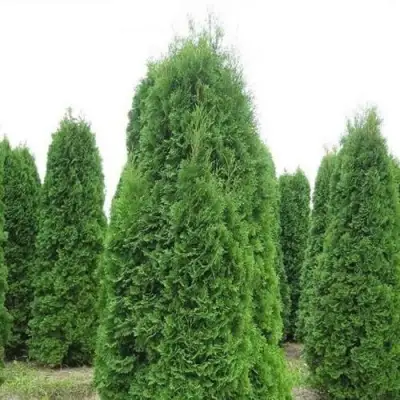 Туя КОЛУМНА западная в Жлобине