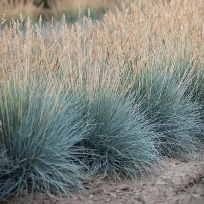 Овсяница АЙСФОГЕЛЬ сизая в Жлобине