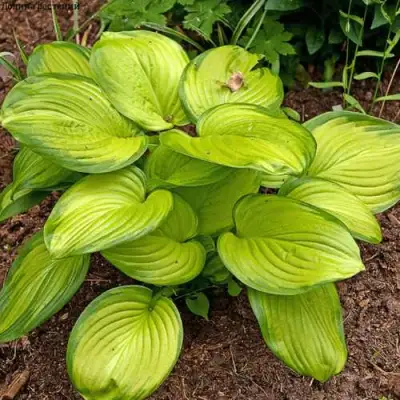 Хоста СТЕЙНД ГЛАСС гибридная в Жлобине