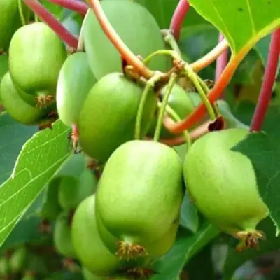 Актинидия ЭСТАФЕТА аргута в Жлобине