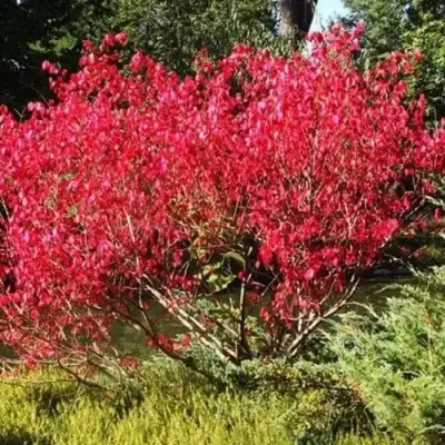 Бересклет ЕВРОПЕЙСКИЙ в Жлобине