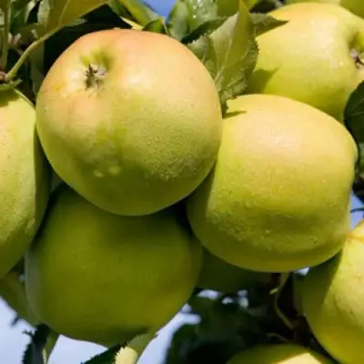 Яблоня МУТСУ в Жлобине