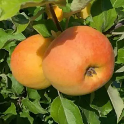 Яблоня АНТОНОВКА ЗОЛОТАЯ в Жлобине