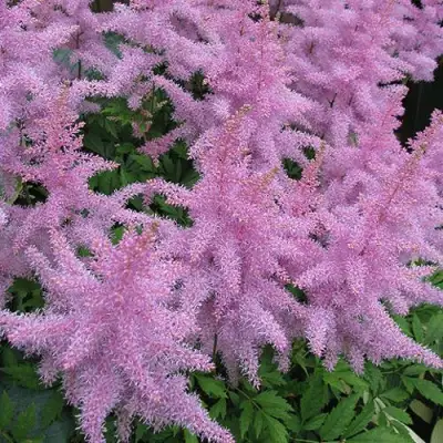 Астильба ГИАЦИНТ Арендса в Жлобине