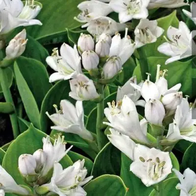 Хоста МОНСТЕР ИРЗ гибридная в Жлобине