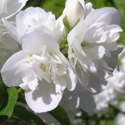 Жасмин ЖИРАНДОЛЬ в Жлобине