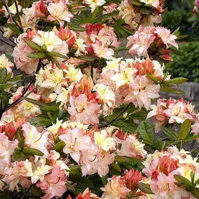 Азалия КЭННОНС ДАБЛ листопадная в Жлобине