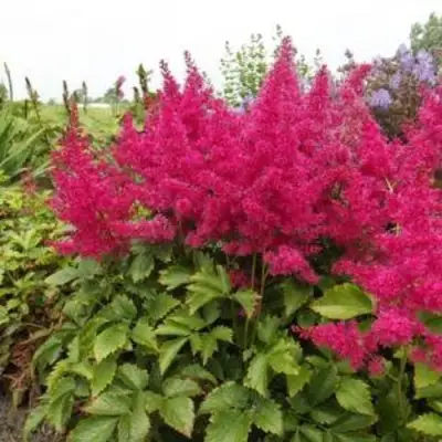 Астильба САННИ ДЕЙ гибридная в Жлобине