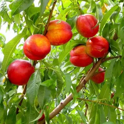 Нектарин ХАРБЛЕЙЗ в Жлобине