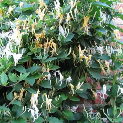 Жимолость ХАЛЛИАНА японская (Хелиана) в Жлобине