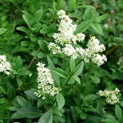 Бирючина обыкновенная АТРОВИРЕНС в Жлобине