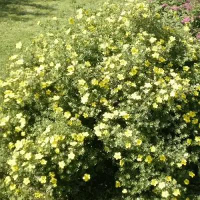 Лапчатка КЛОНДАЙК кустарниковая в Жлобине