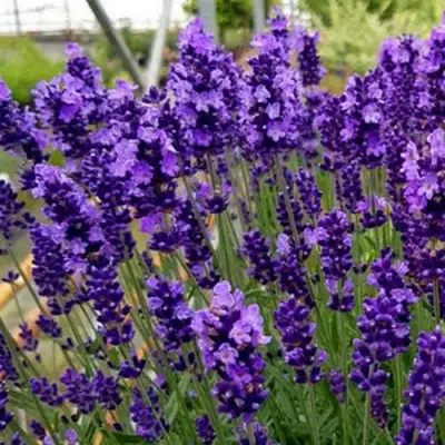 Лаванда ХИДКОТ БЛЮ узколистная в Жлобине