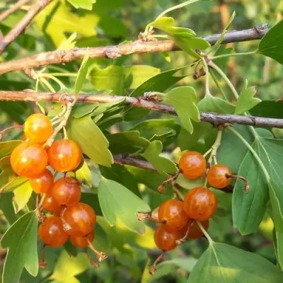 Смородина золотистая ЛЯЙСАН в Жлобине