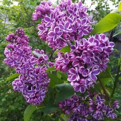 Сирень СЕНСАЦИЯ в Жлобине