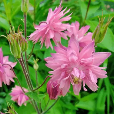 Аквилегия БАРЛОУ ПИНК гибрид МакКаны в Жлобине