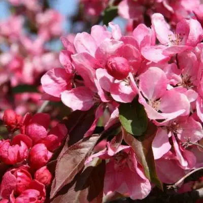 Яблоня РУДОЛЬФ декоративная  в Жлобине