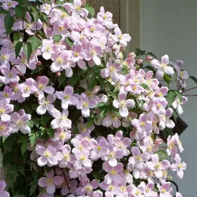 Клематис ГОРНЫЙ в Жлобине