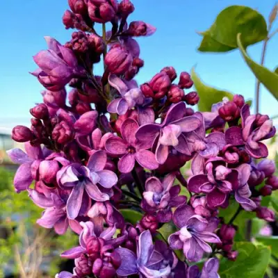 Сирень ВИОЛЕТТА в Жлобине