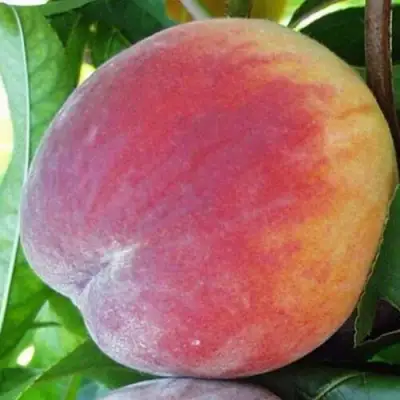 Персик ТОП СВИТ в Жлобине