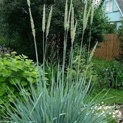 Элимус БЛЮ ДЮН песчаный в Жлобине