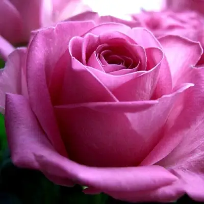 Роза ЭЙФЕЛЕВА БАШНЯ чайно-гибридная в Жлобине