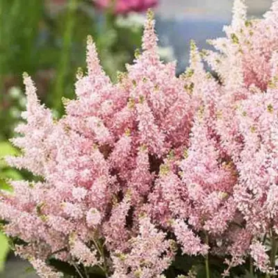 Астильба ЮНИК САЛМОН гибридная в Жлобине