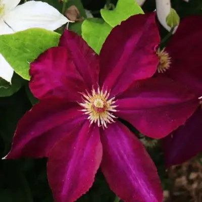 Клематис МАЗОВШЕ в Жлобине