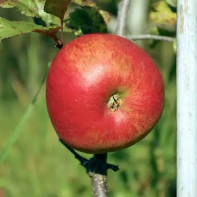 Яблоня ДЫЯМЕНТ в Жлобине