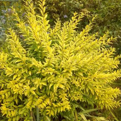 Бирючина АУРЕА обыкновенная в Жлобине