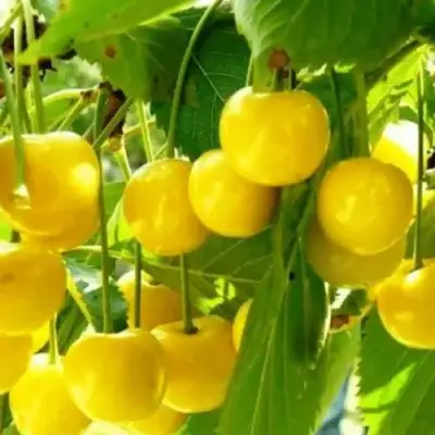 Черешня ПОДСНЕЖНИК в Жлобине