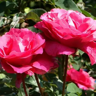 Роза ВИЕН РОУЗ чайно-гибридная в Жлобине