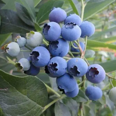 Голубика ЛЕГАЦИЯ в Жлобине