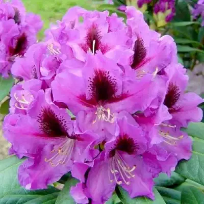 Рододендрон РАСПУТИН в Жлобине