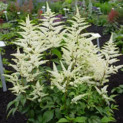 Астильба БРАУТШЛЕЙЕР Арендса в Жлобине