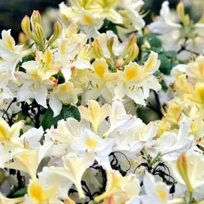 Азалия ДАВИЗИ листопадная в Жлобине