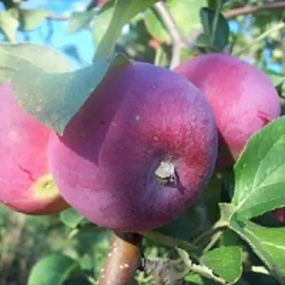 Яблоня СЕРЕБРЯНОЕ КОПЫТЦЕ в Жлобине