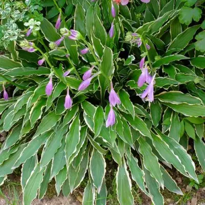 Хоста СТИЛЕТТО гибридная в Жлобине