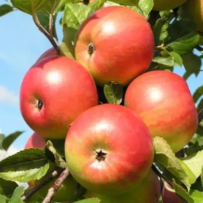 Яблоня ФРИДОМ в Жлобине