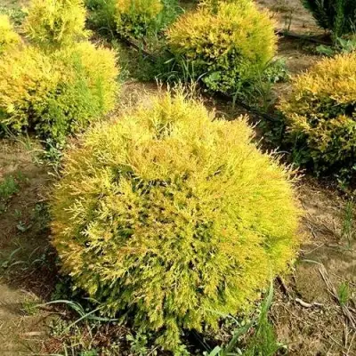 Туя ГЛОБОЗА АУРЕА западная в Жлобине