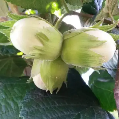 Фундук ЮННАТ в Жлобине