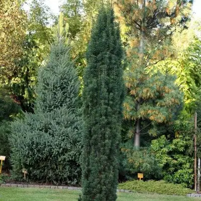 Тис ВОЙТЕК средний  в Жлобине