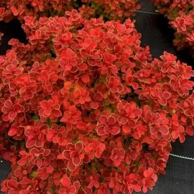 Барбарис РЕД ХОТ ЧИЛИ тунберга в Жлобине